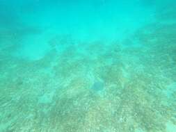 Image of Honeycomb Stingray