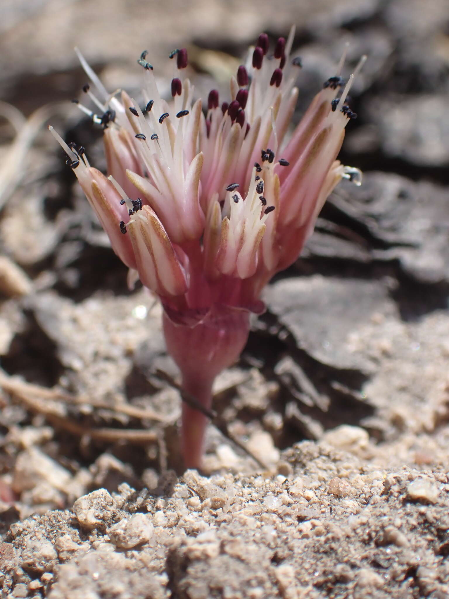 Image of Burlew's onion