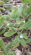 Image of Melanortocarya obtusifolia (Willd.) Selvi, Bigazzi, Hilger & Papini