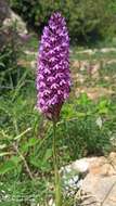 Image of Anacamptis pyramidalis var. pyramidalis