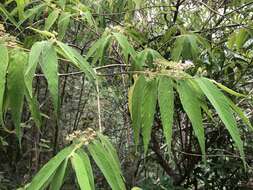 Image of Callicarpa pilosissima Maxim.