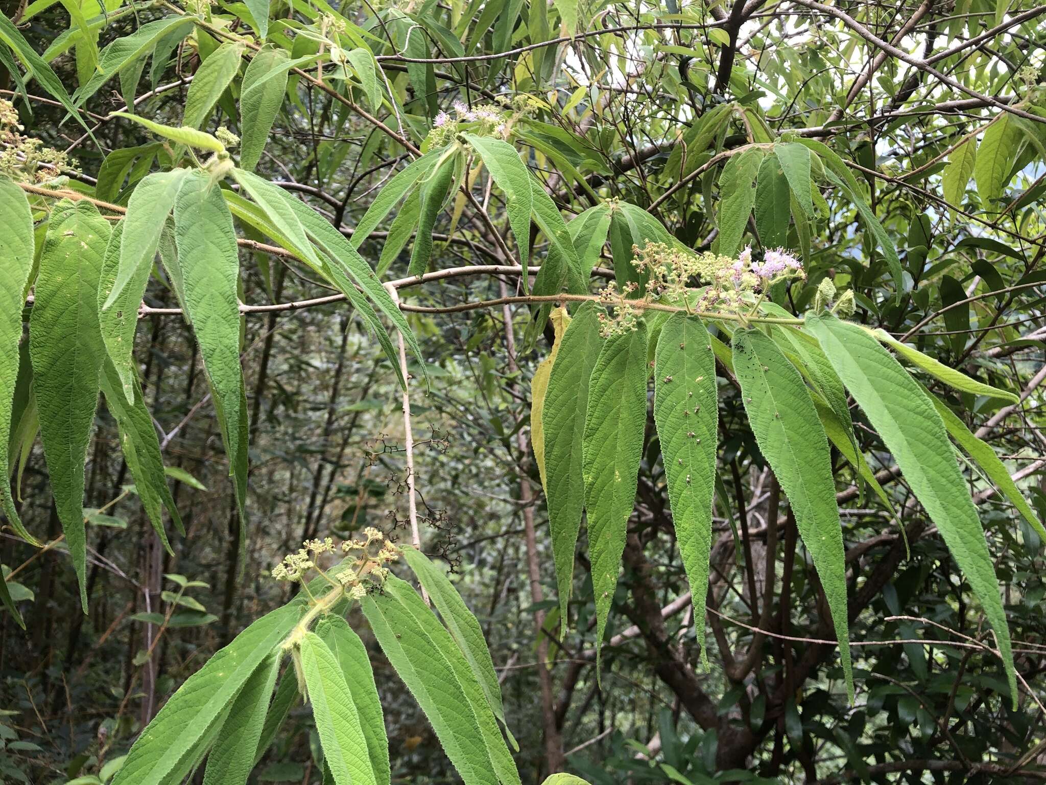 صورة Callicarpa pilosissima Maxim.