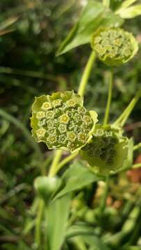 Image of Bupleurum stellatum L.