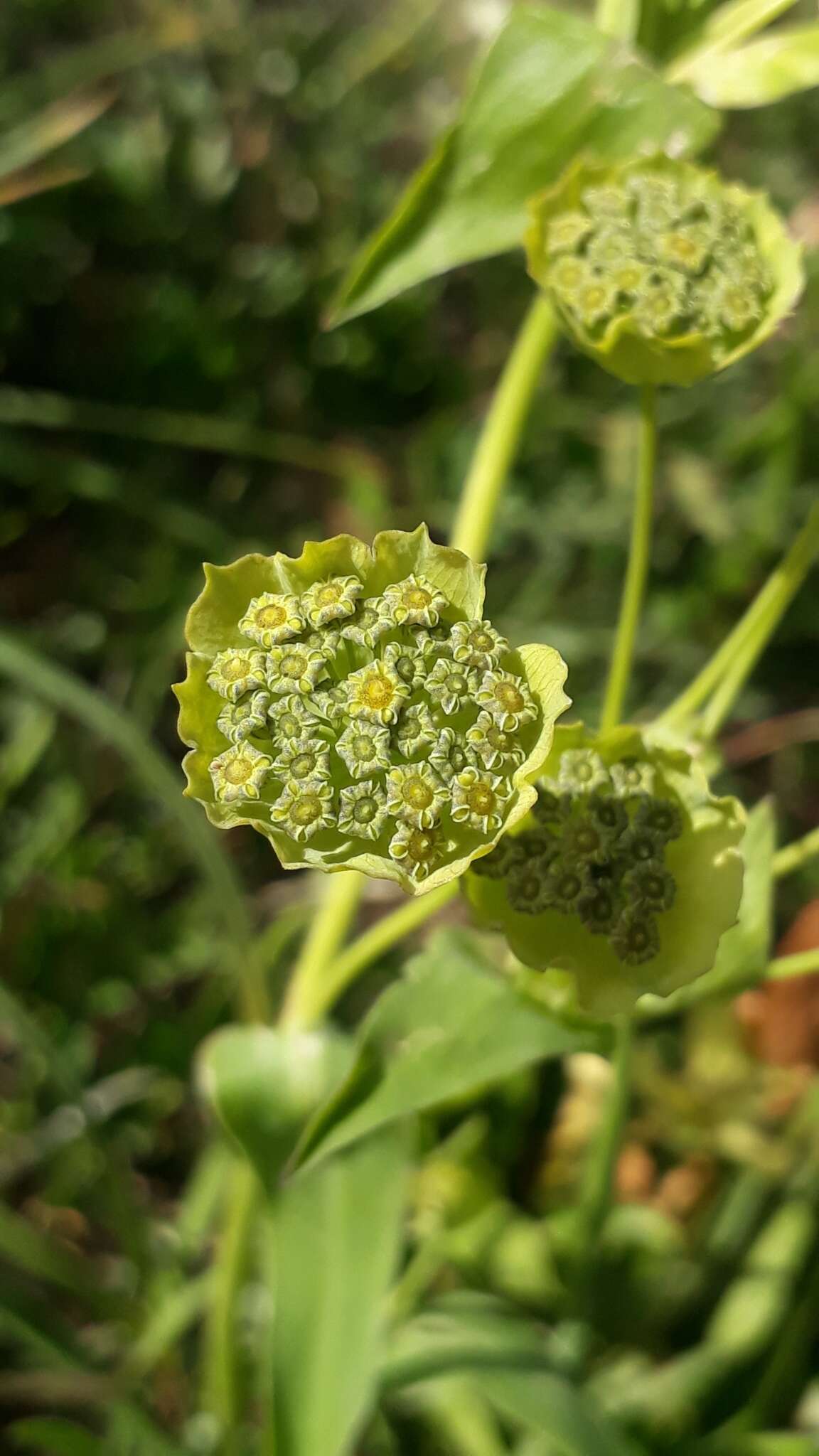 Sivun Bupleurum stellatum L. kuva