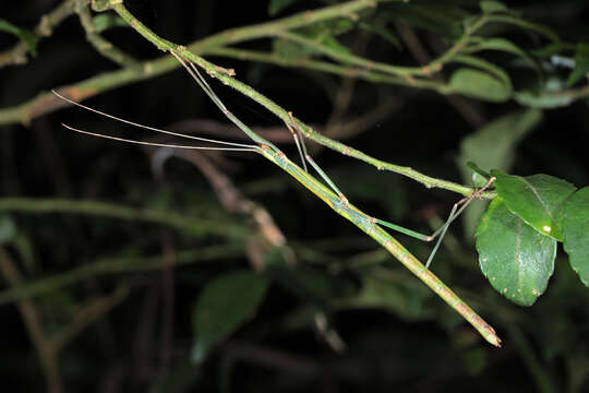 Image of Lopaphus balteatus (Chen, S. C. & Y. H. He 2002)