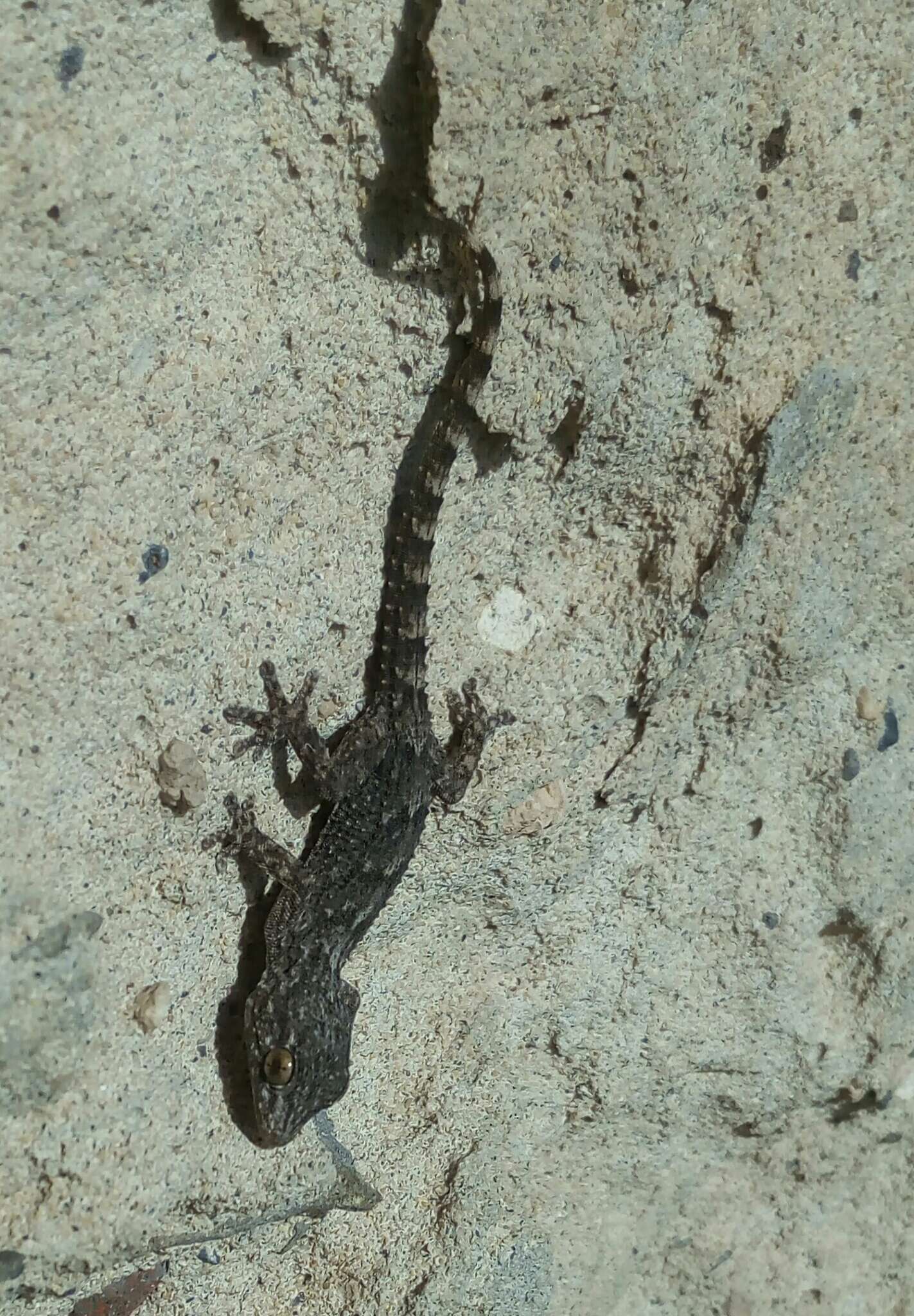 Image of East Canary Gecko