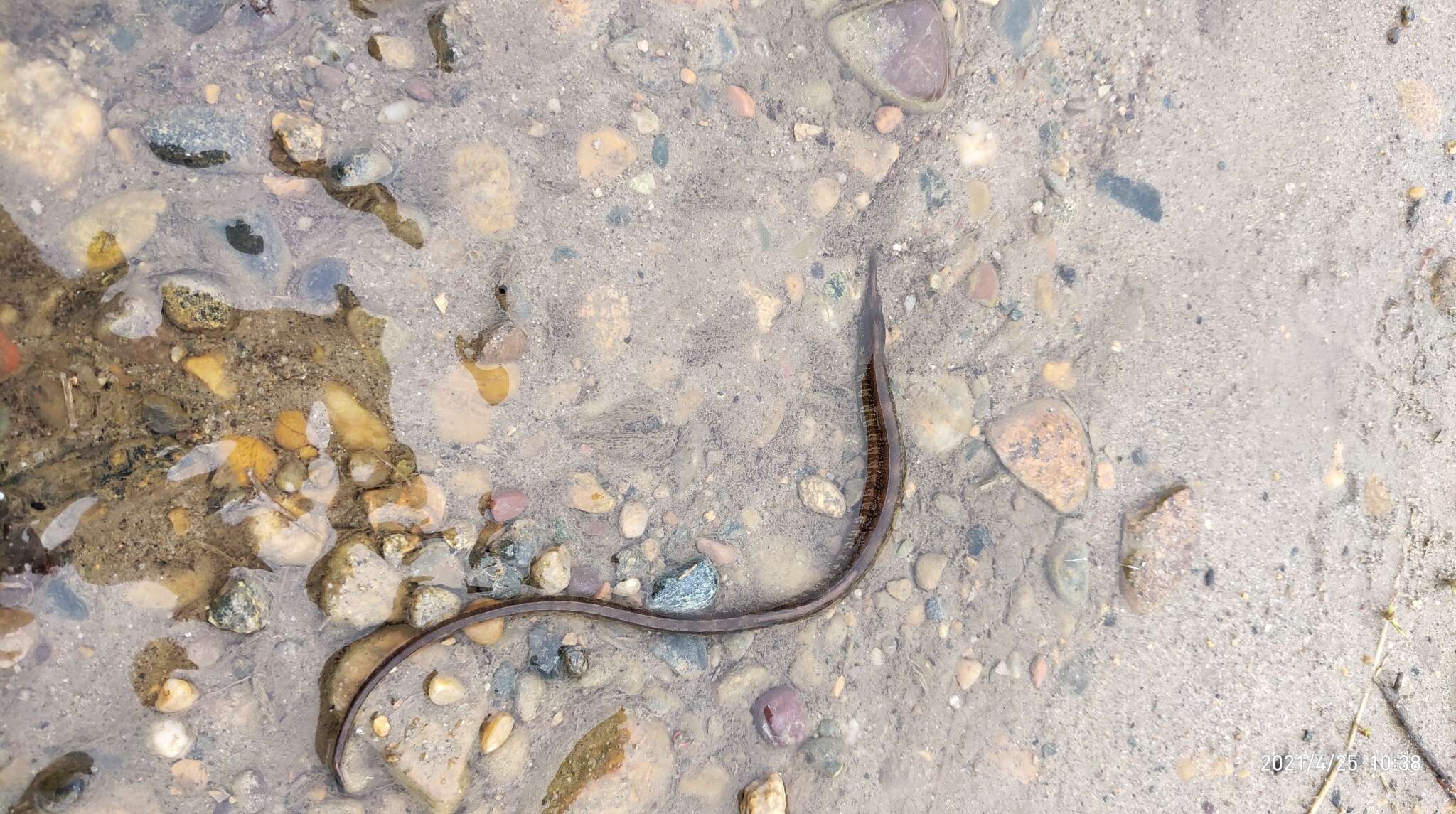 Image of Black-striped Pipefish