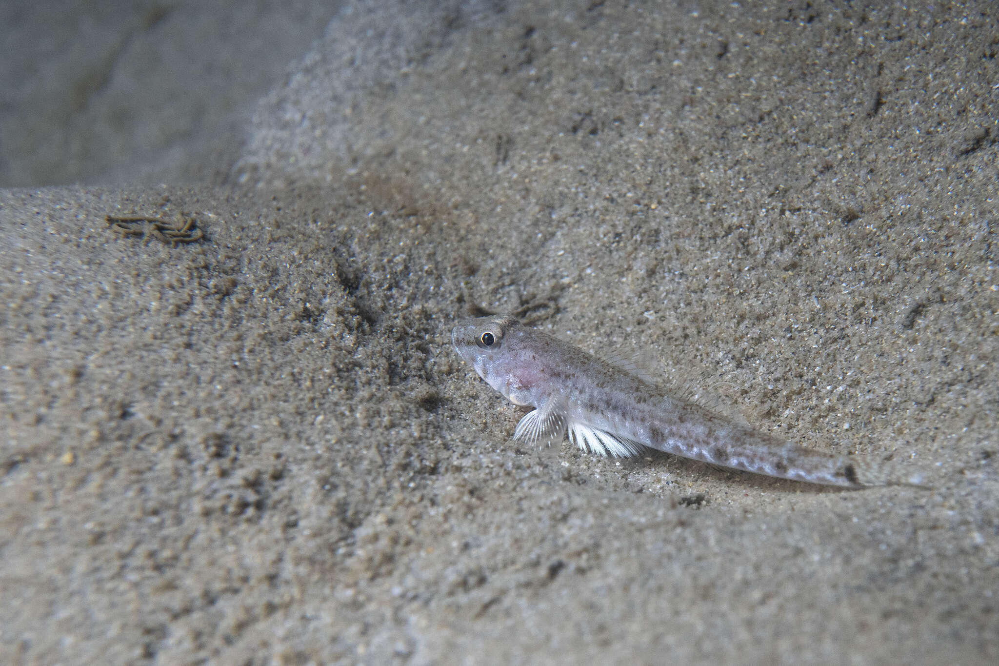 Plancia ëd Nesogobius hinsbyi (McCulloch & Ogilby 1919)