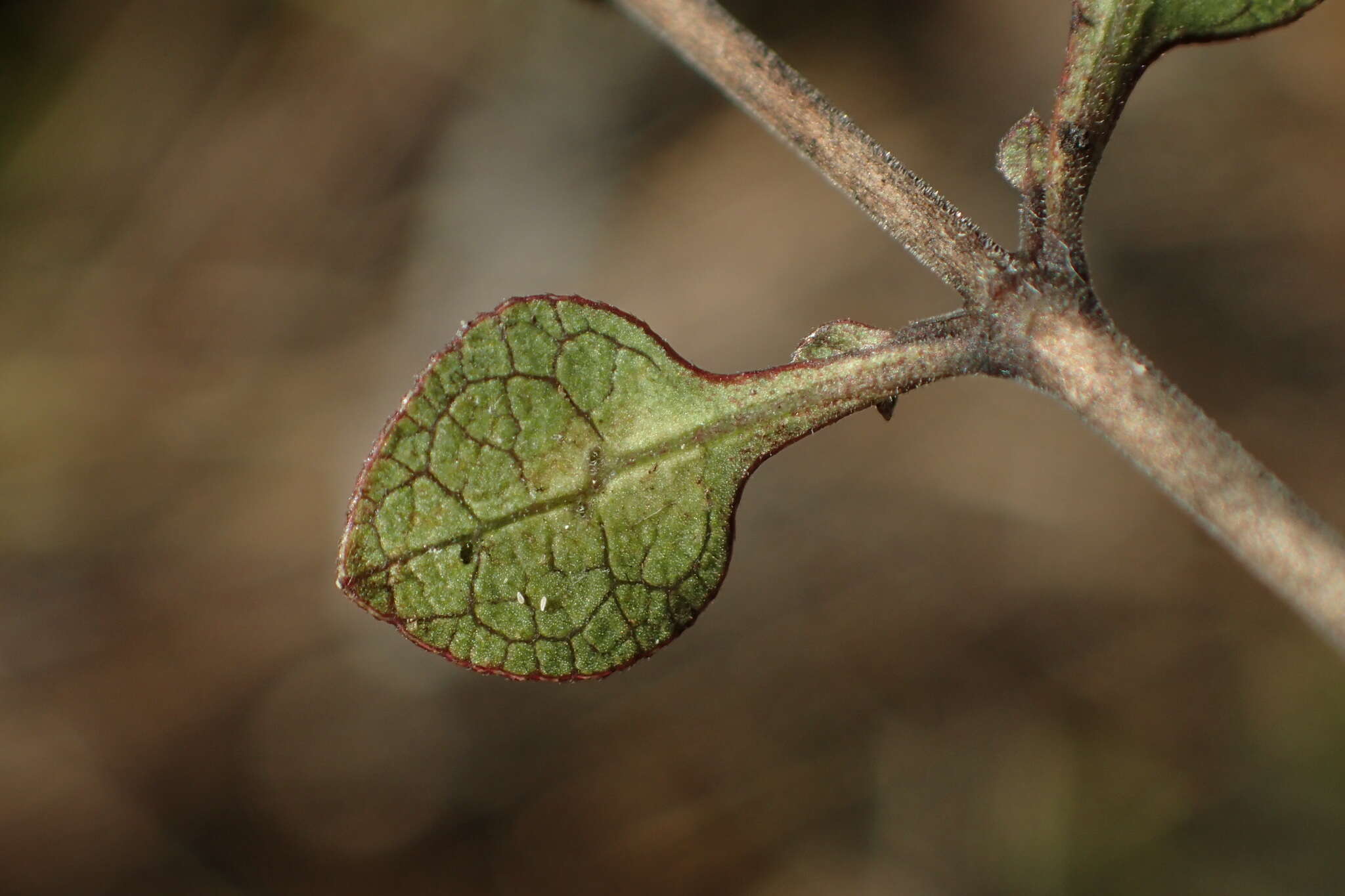 Image of Coprosma tenuicaulis Hook. fil.