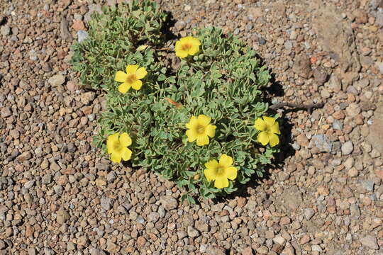 Image of Oxalis nahuelhuapiensis Speg.