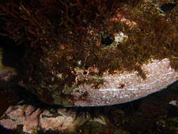 Image of red abalone