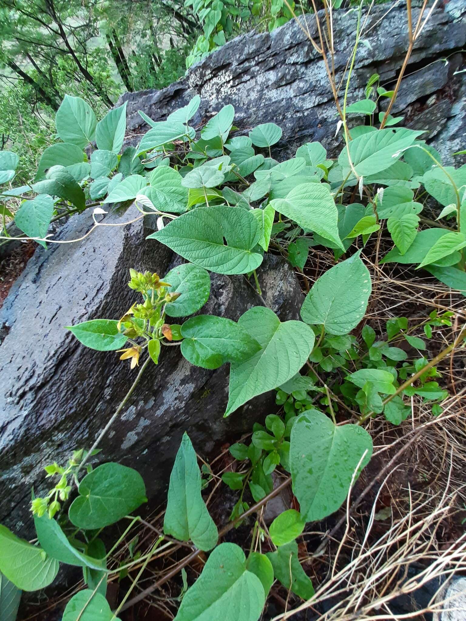 Image de Matelea crenata (Vail) R. E. Woodson