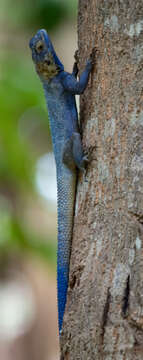 Image of Agama mucosoensis Hellmich 1957