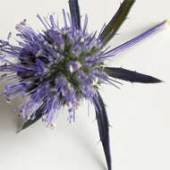 Imagem de Eryngium planum L.