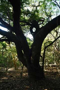 Image of Lebombo wattle