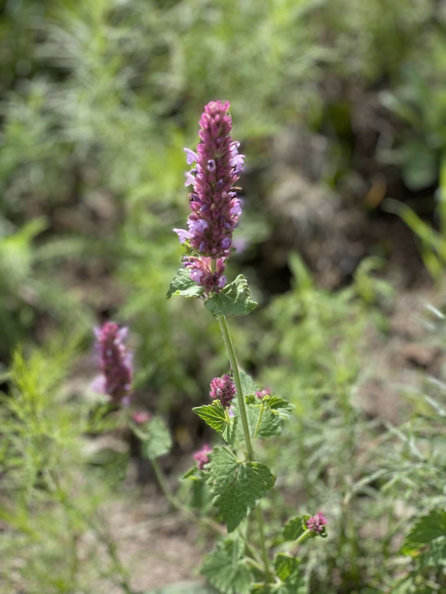 Imagem de Agastache pallidiflora subsp. neomexicana (Briq.) Lint & Epling