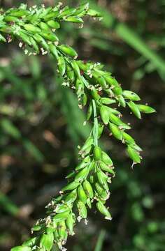 Plancia ëd Sacciolepis striata (L.) Nash