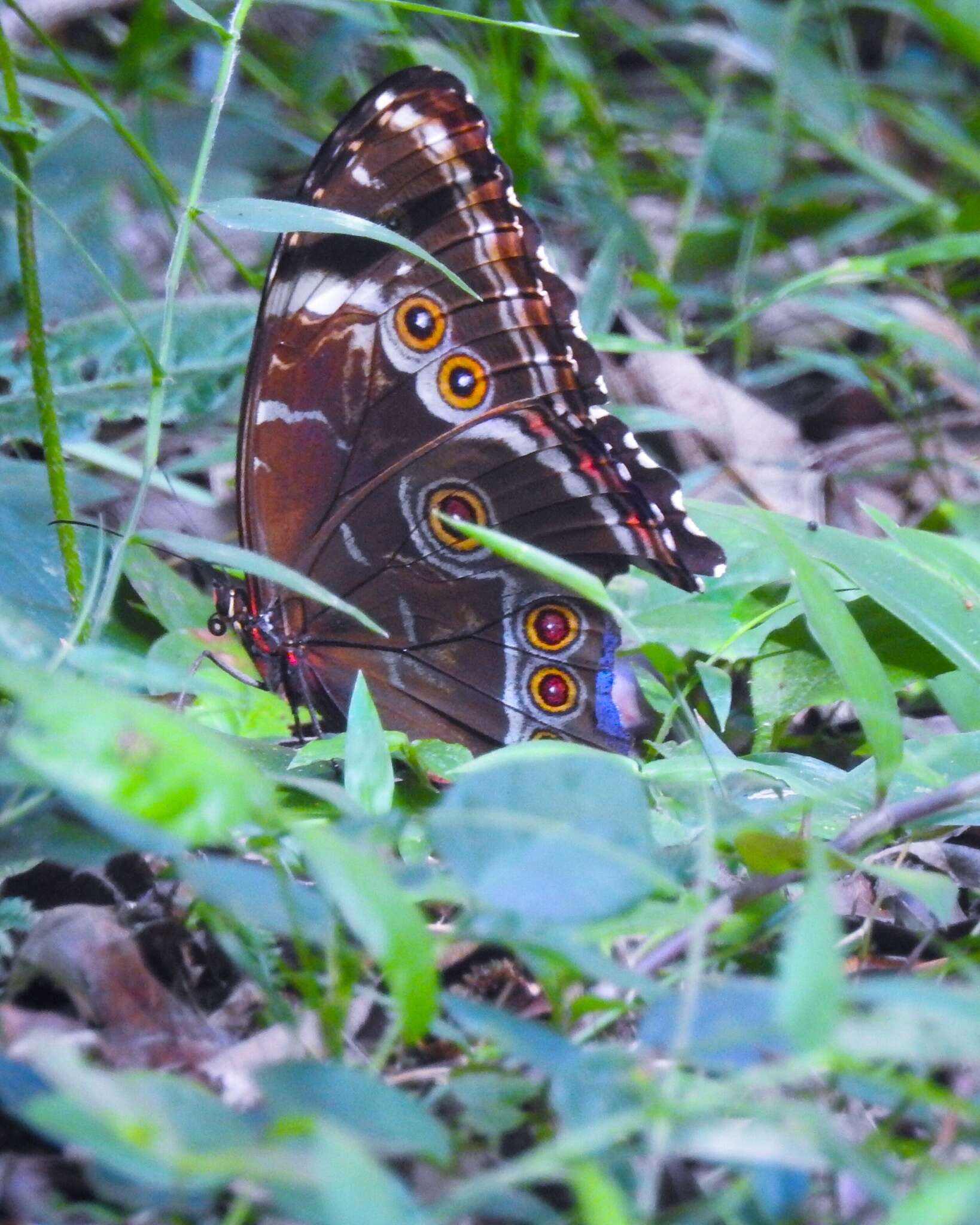 Morpho helenor achillides的圖片