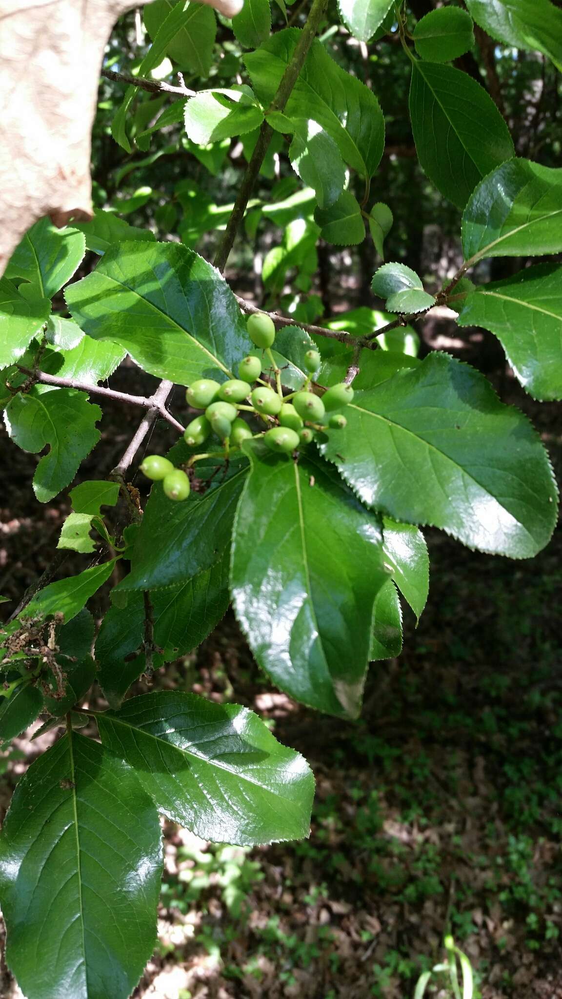 Image of rusty blackhaw