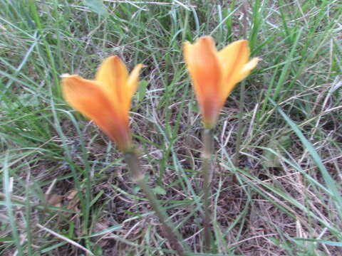 Imagem de Zephyranthes puertoricensis Traub