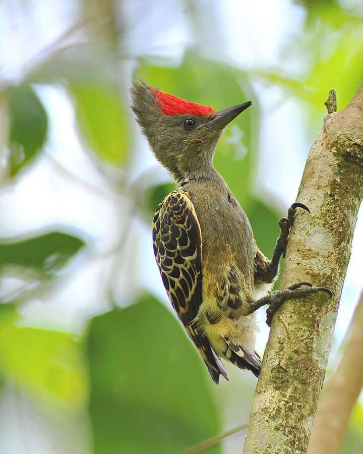 Image of Grey-and-buff Woodpecker