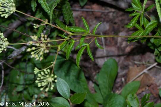 Image of bristly sarsaparilla