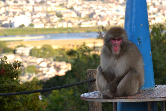 Image of Japanese Macaque