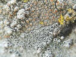 Image of Bumpy rim-lichen;   Rim lichen