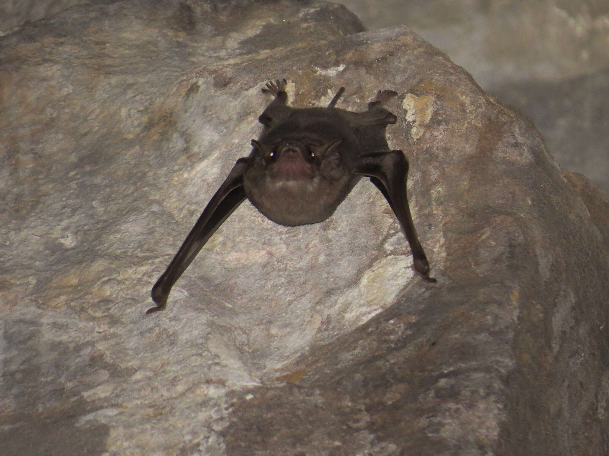 Image de Black-bearded Tomb Bat