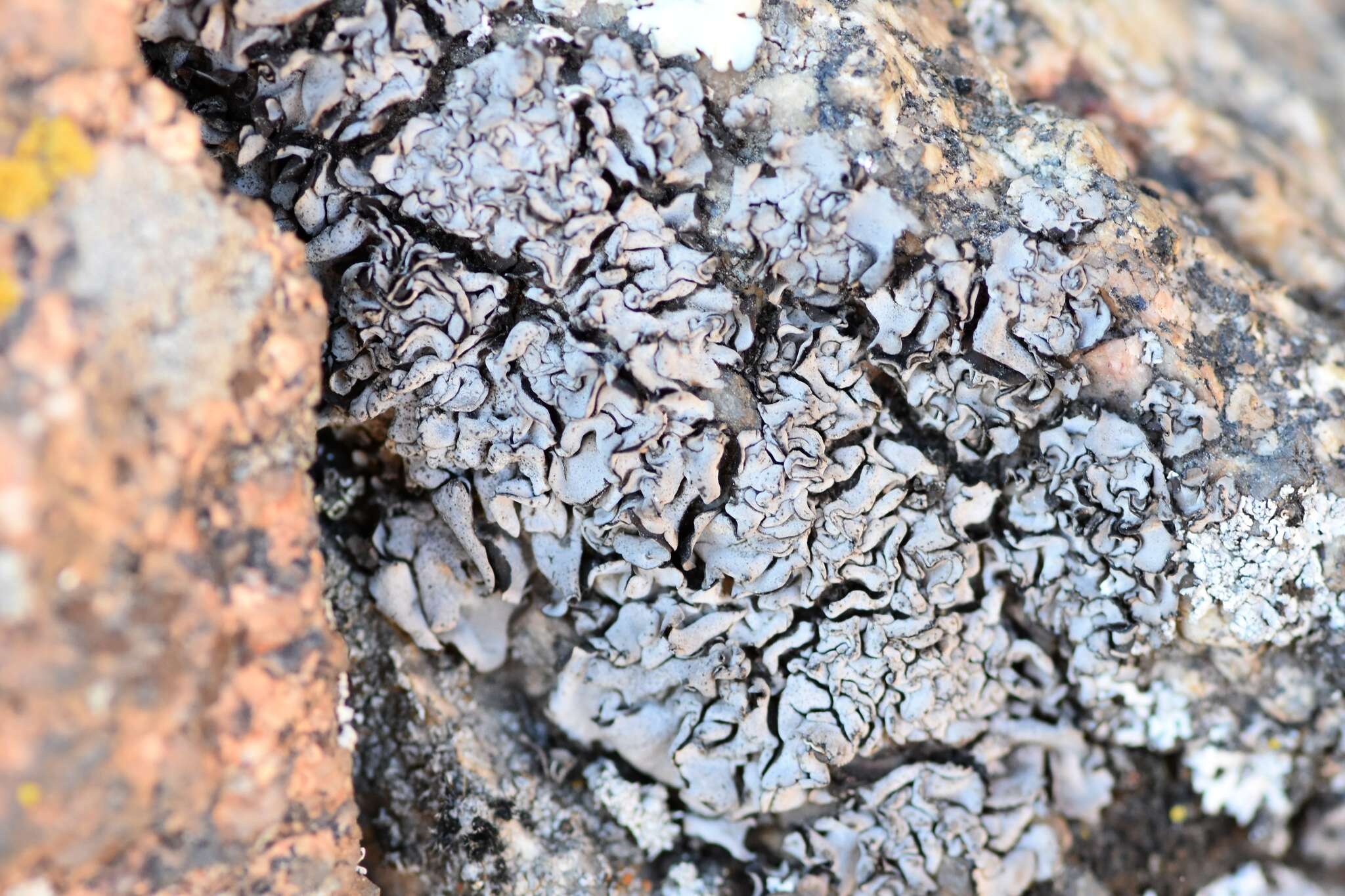 Image of intestine silverskin lichen