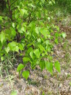 Image of blue birch