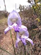 Image of Early blue Disa