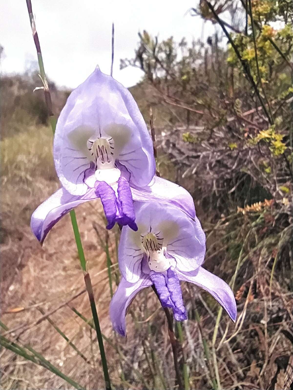 Image of Early blue Disa