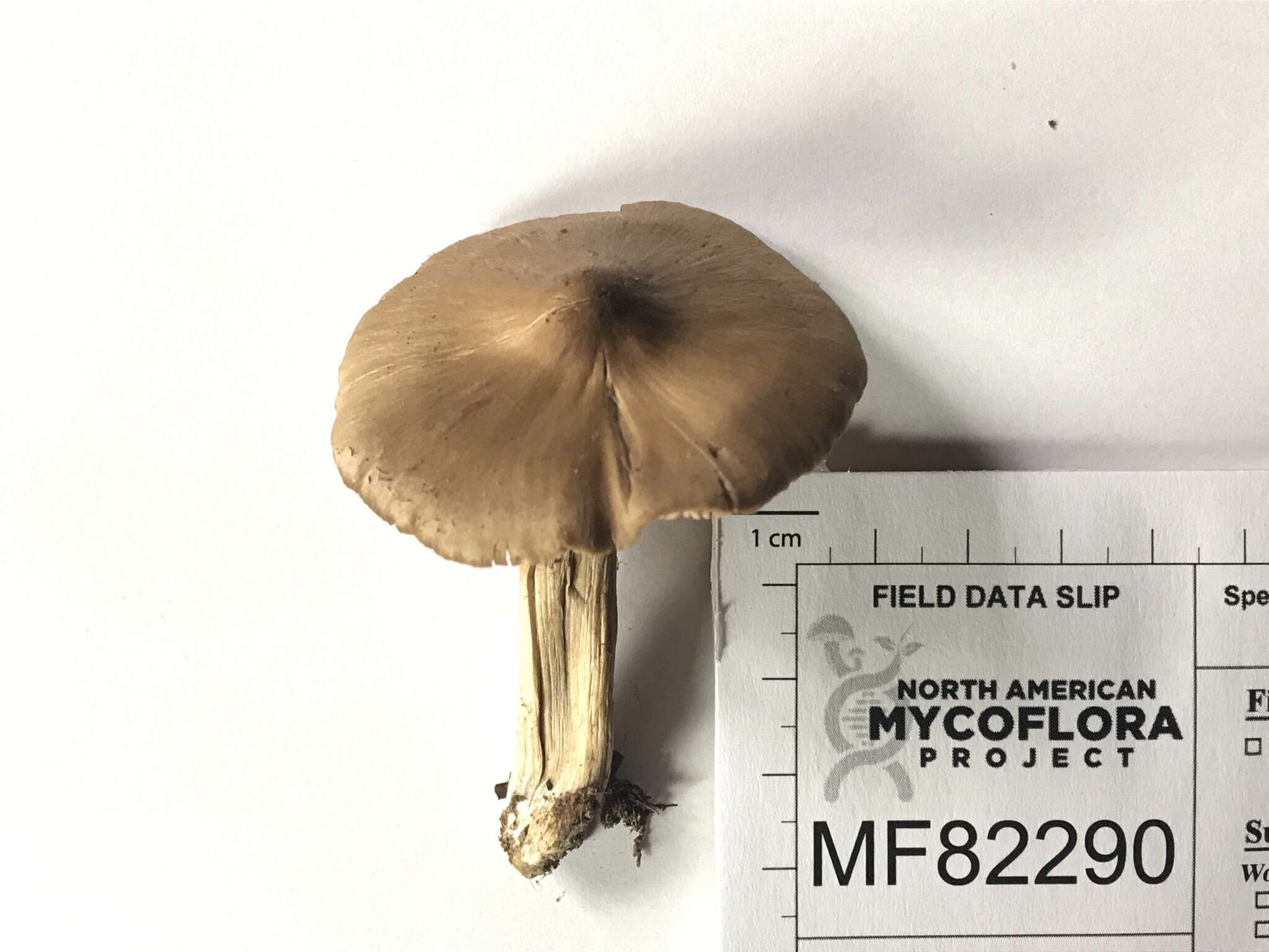 Image of Entoloma vernum S. Lundell 1937