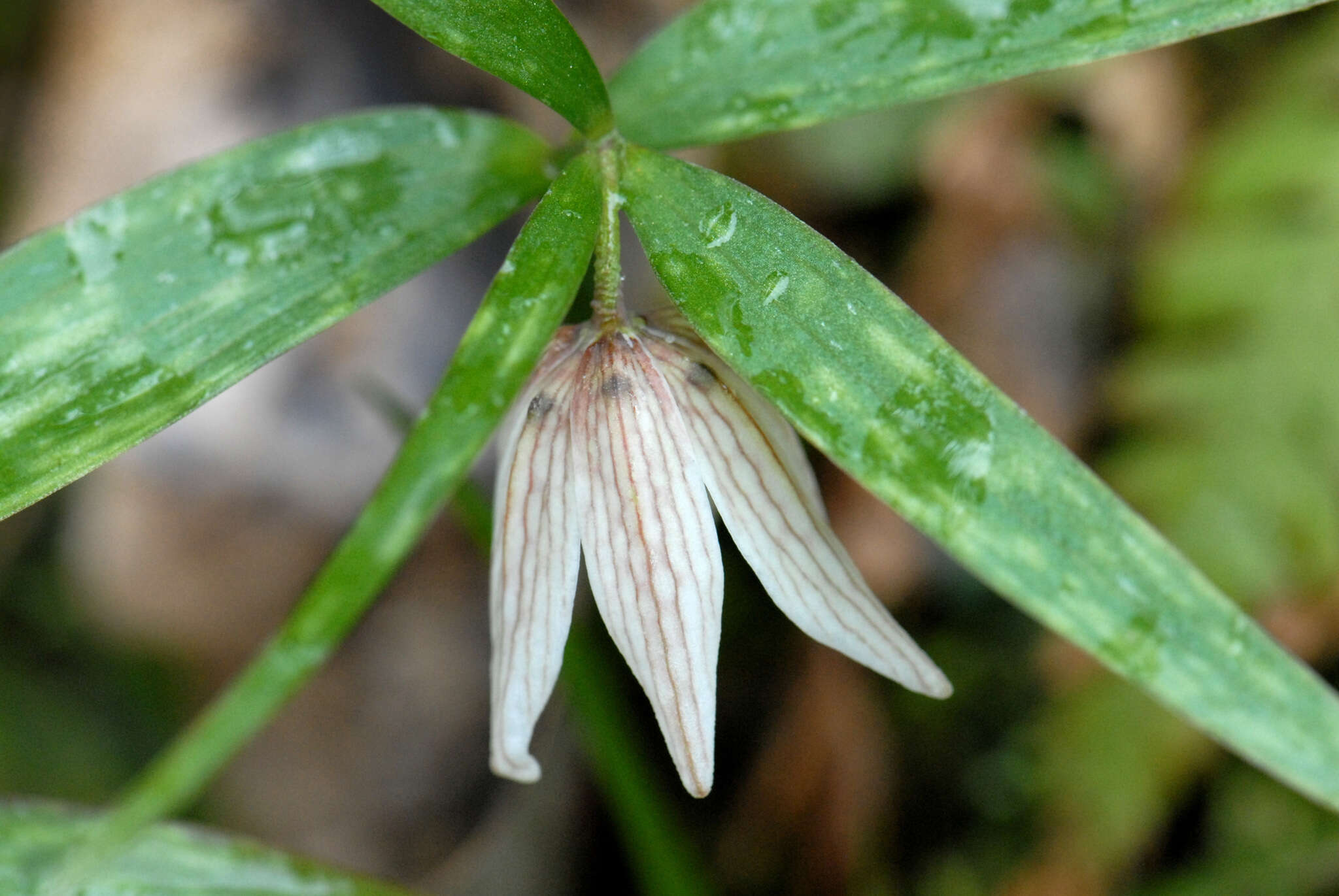 Image of Fritillaria ayakoana Maruy. & Naruh.