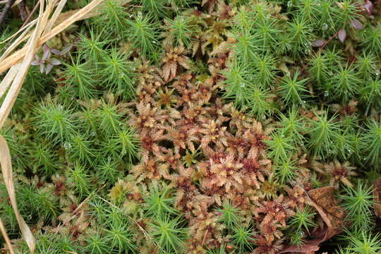 Image of Magellan's Sphagnum