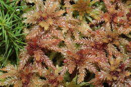 Image of Magellan's Sphagnum