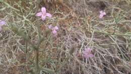 Image of skeletonweed