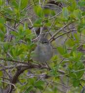 Image of Tennessee Warbler