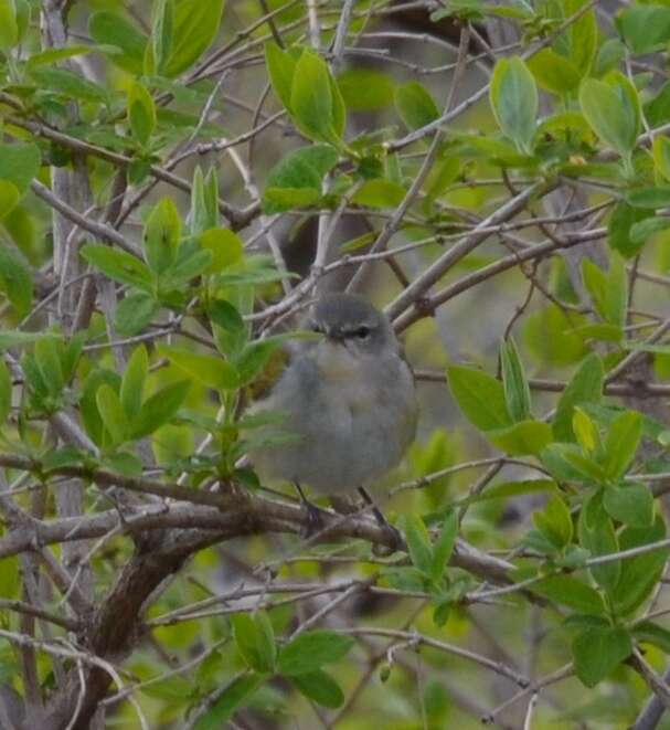 Image of Tennessee Warbler