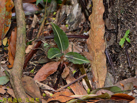 Imagem de Rhomboda yakusimensis (Masam.) Ormerod