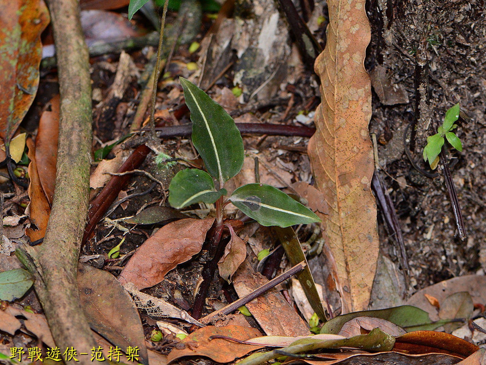 Image of Rhomboda yakusimensis (Masam.) Ormerod