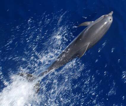 Image of Blue-white Dolphin