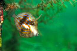 Image of Deep-bodied leatherjacket