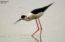 Image of Black-winged Stilt