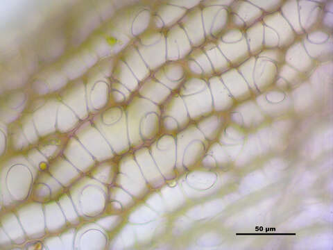 Image of Magellan's Sphagnum