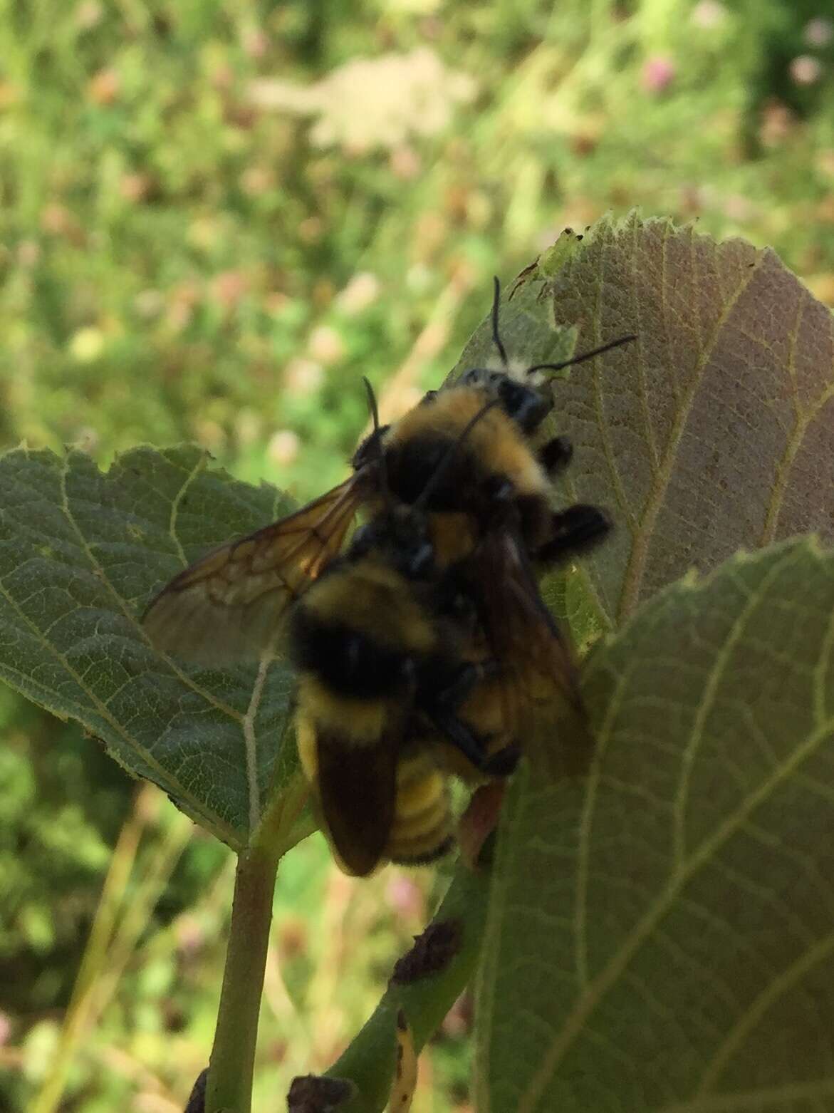 Image of Northern Amber Bumble Bee