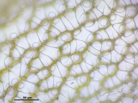 Image of Magellan's Sphagnum