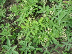 Image of Gymnospermium altaicum (Pallas) Spach