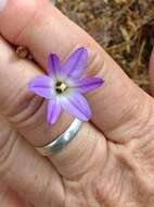 Image de Brodiaea orcuttii (Greene) Baker